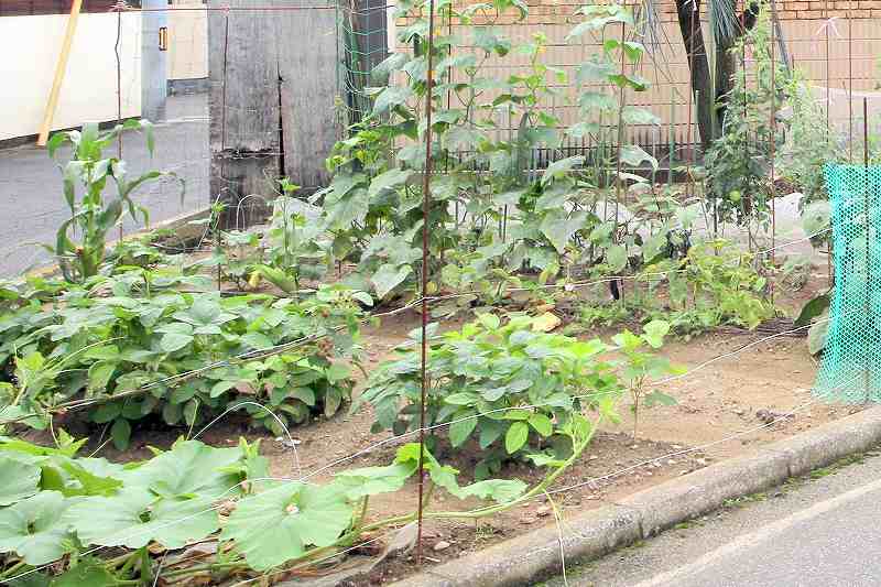 家庭菜園