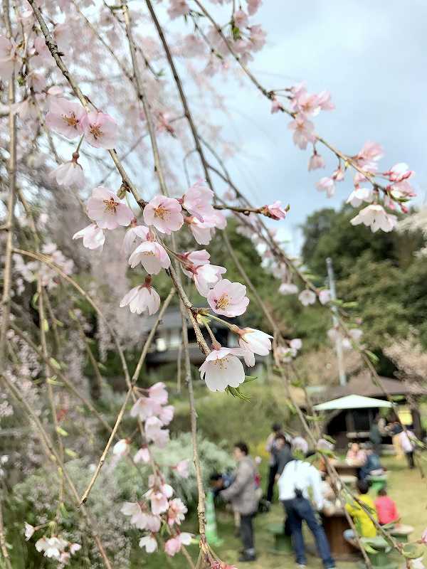 春のサクラの写真