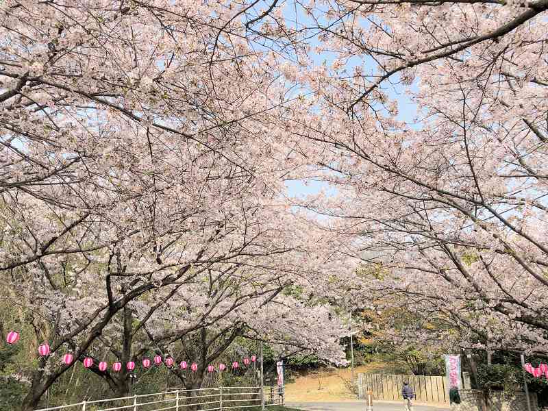 足高公園のサクラ