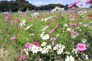 笠岡ベイファームのコスモス