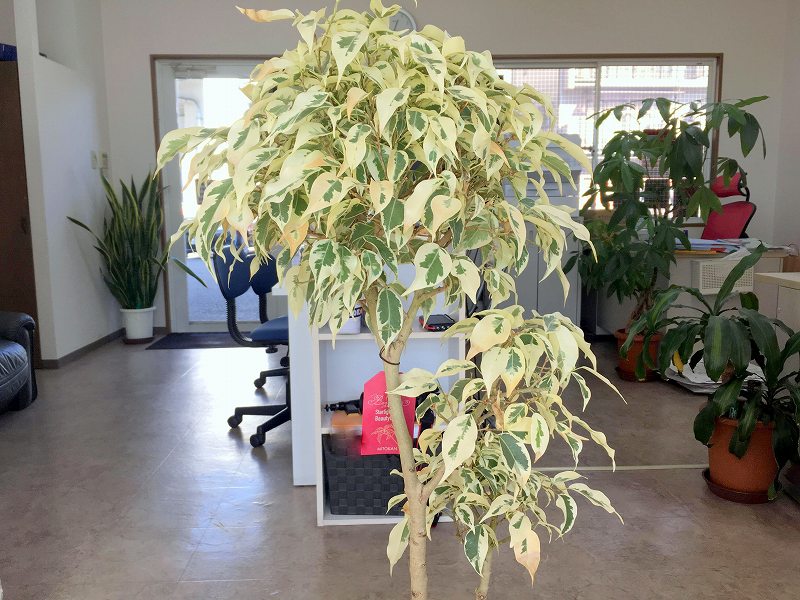 事務所にあるベンジャミンの観葉植物
