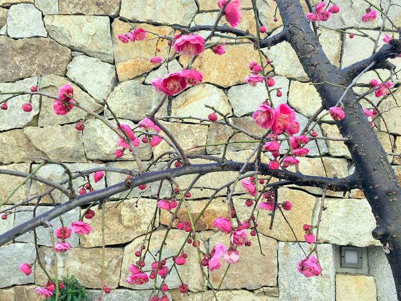 倉敷市内のの梅の花