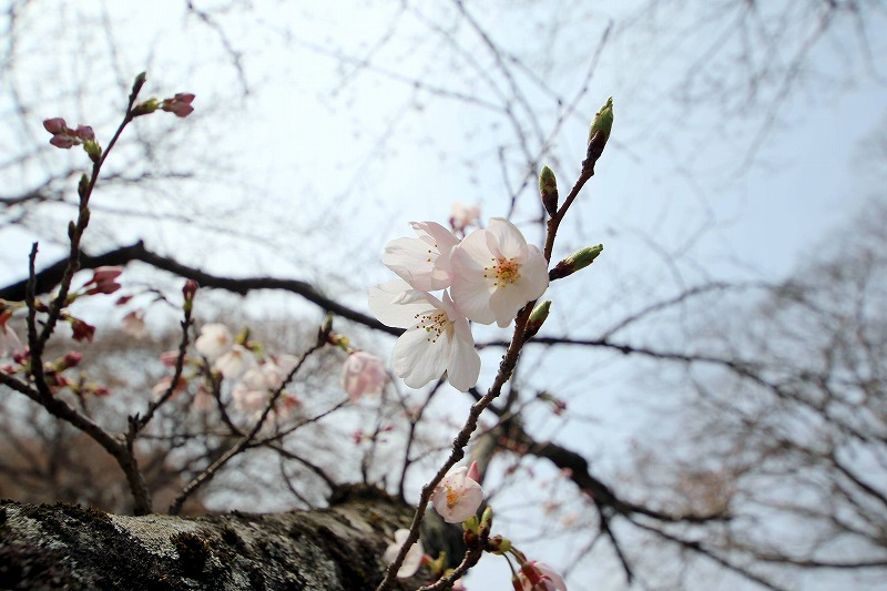 倉敷市内のサクラが開花