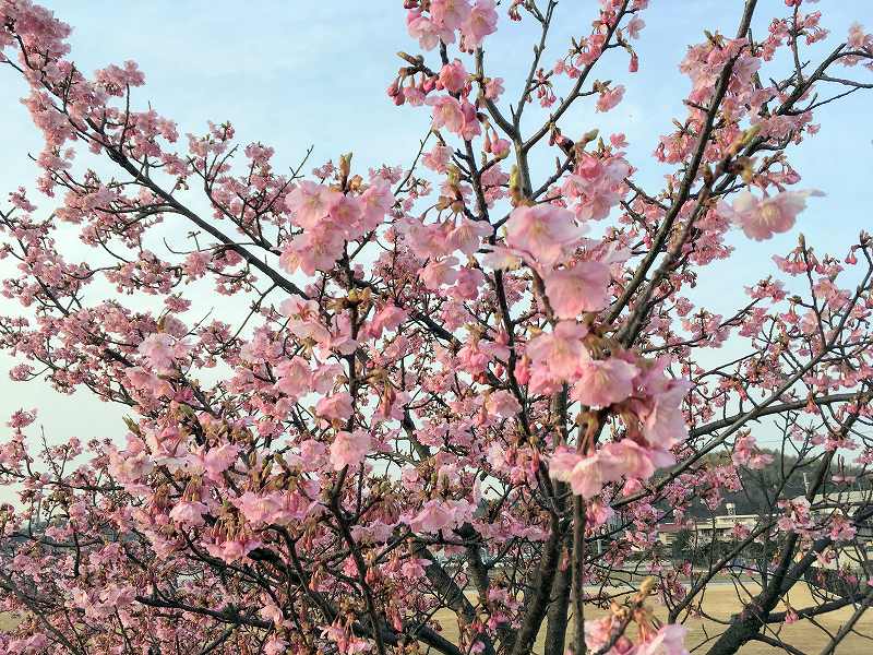 倉敷川の河津桜