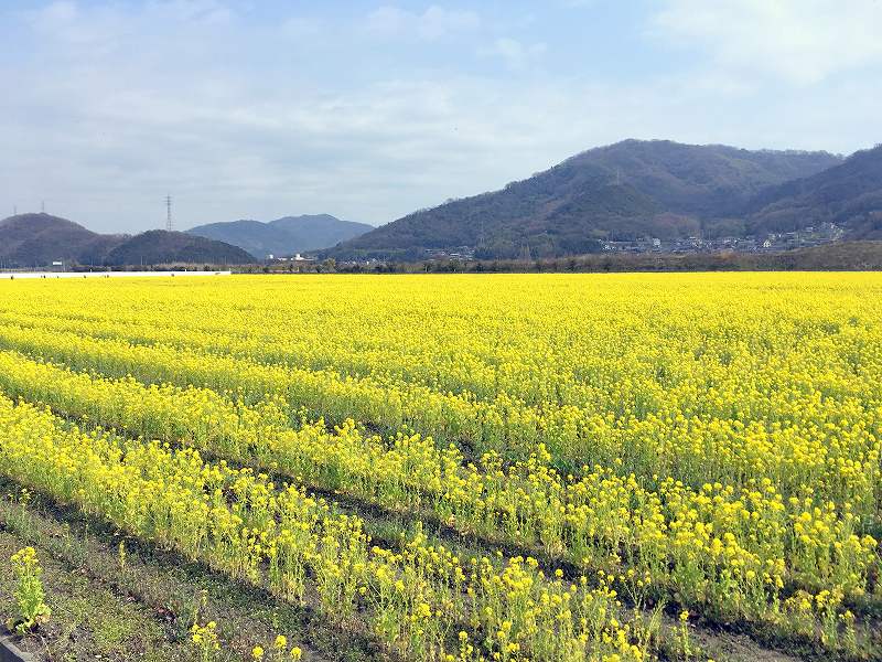 笠岡ベイファームの菜の花畑