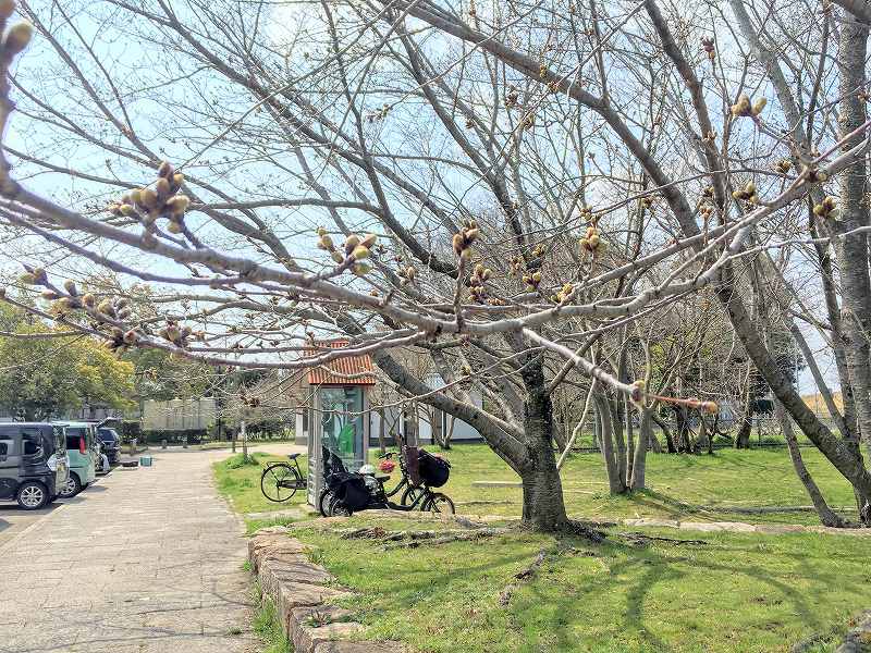 倉敷市の蕾のサクラ