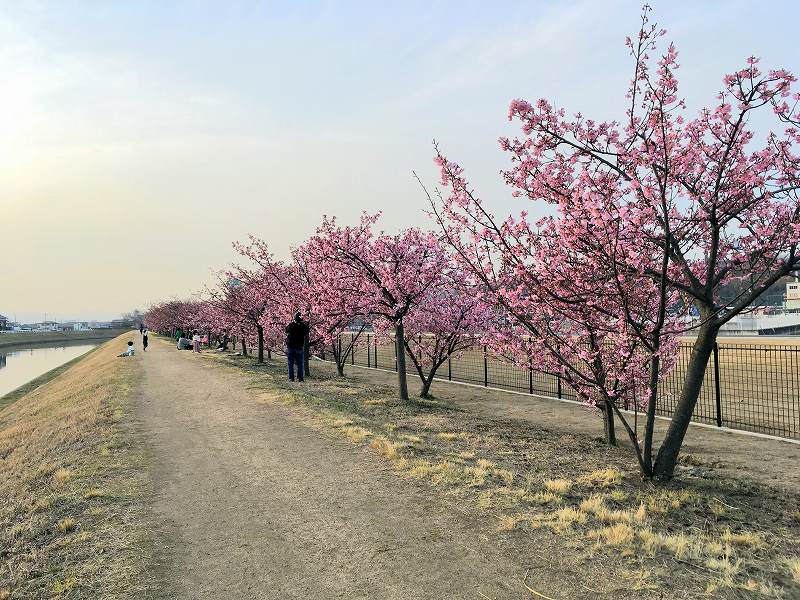 倉敷川沿いの千本桜