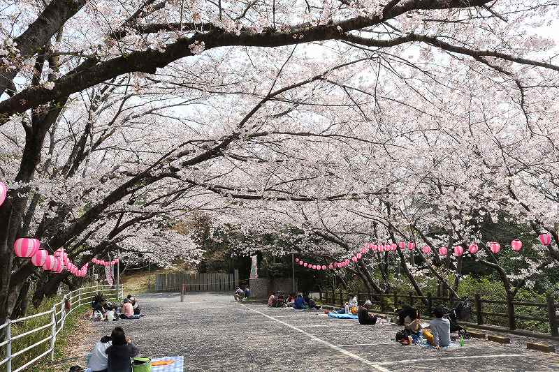 足高山公園の今年のサクラ