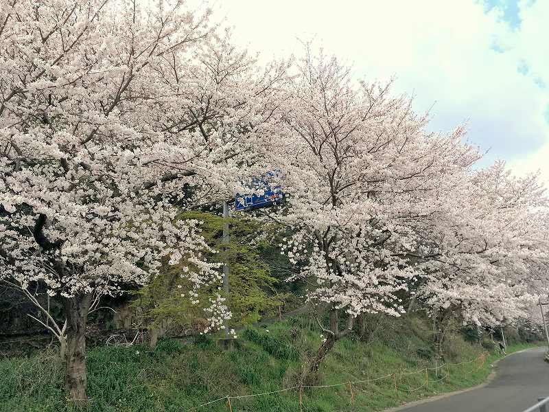 倉敷の足高山のサクラ