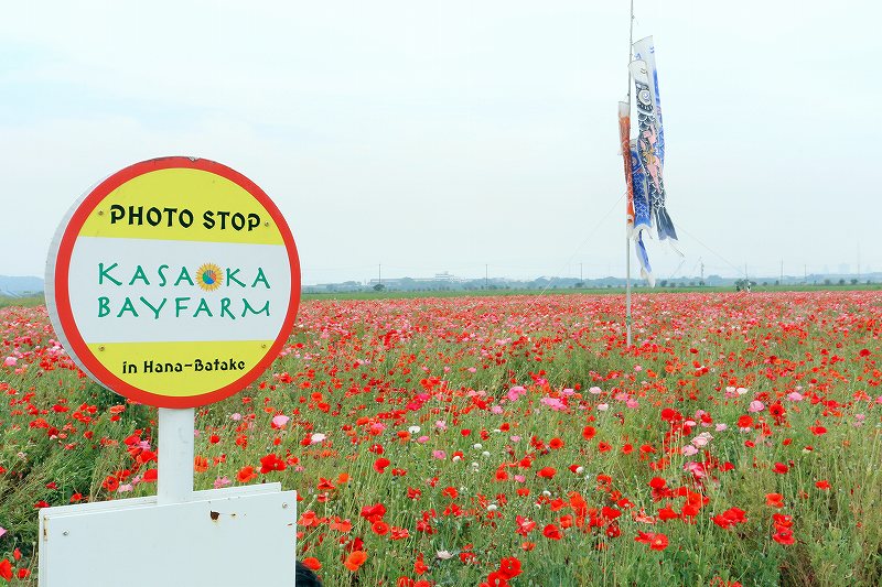 笠岡ベイファームのポピー