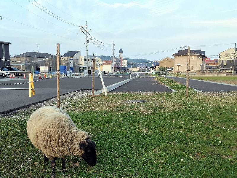 倉敷市役所と羊