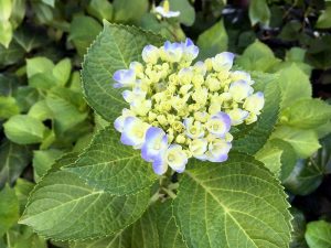 我が家の紫陽花（青）