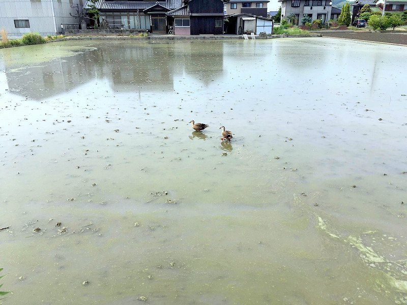 倉敷市内の田園風景