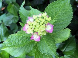 我が家の紫陽花（ピンク）