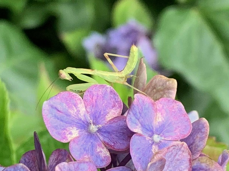 紫陽花にカマキリ