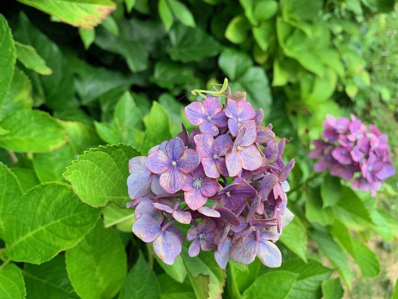 我が家のその後の紫陽花