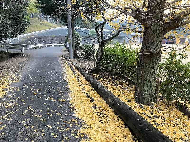 イチョウの落葉