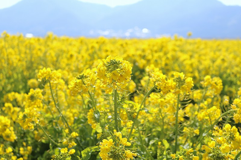 笠岡ベイファームの菜の花畑3