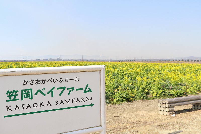 笠岡ベイファームの菜の花畑