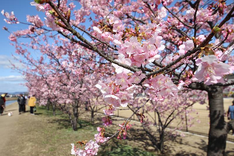 倉敷川のカワヅザクラと散策の風景