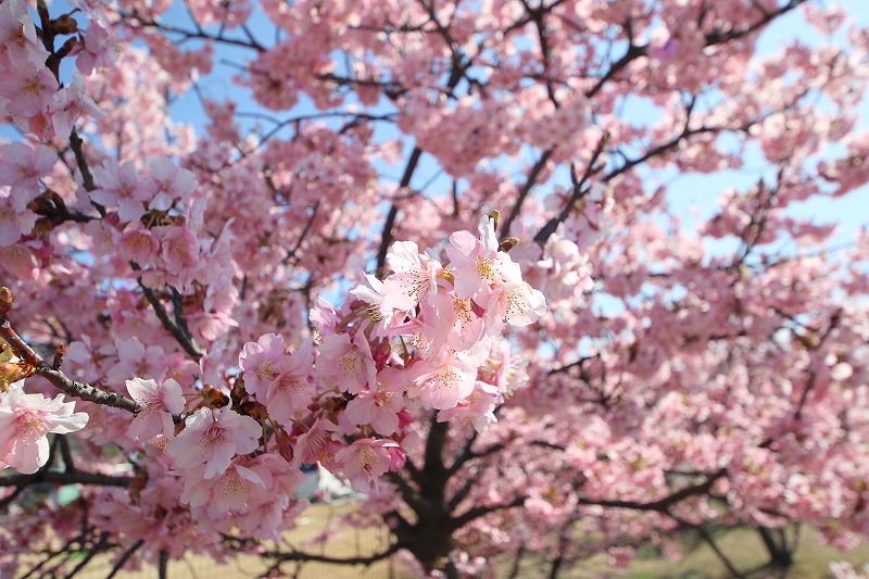 倉敷川のカワヅザクラ2