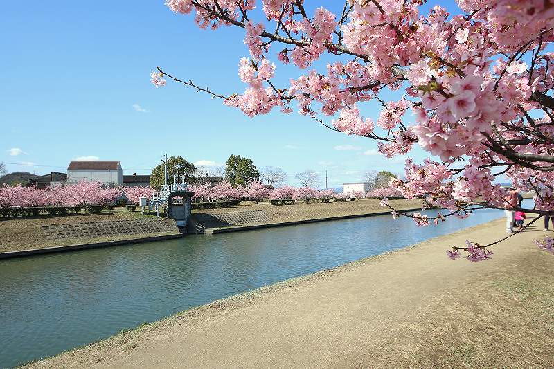 倉敷川のカワヅザクラ