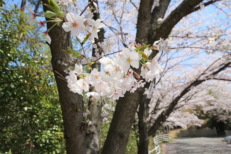 今年の倉敷の桜