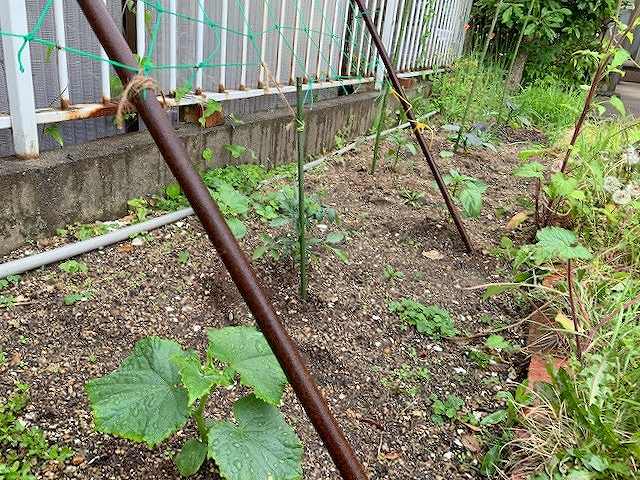 我が家の野菜