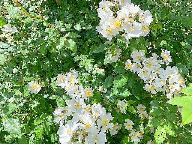 我が家のつるバラのお花のアップ