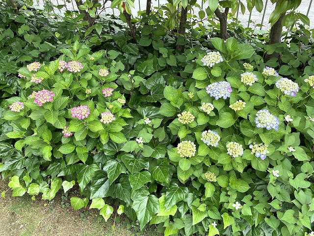 咲き始めた我が家の紫陽花