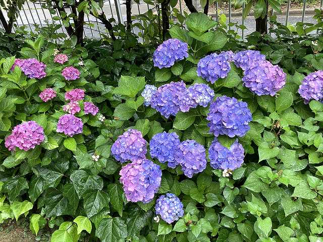 今日の我が家の紫陽花